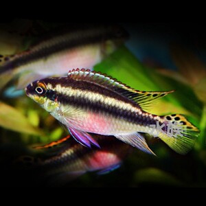 自己繁殖的红肚凤凰普通体40一对,白化50一对,包邮包损.天