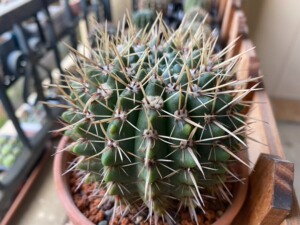 800人付款淘宝南国玉开花品种仙人球红芙蓉 狮子王丸 眩美玉室内盆栽