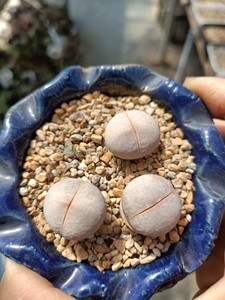 高尔夫南蛮玉肉锥生石花 5 年高尔夫,1.8-1.9cm