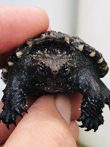 原种纯佛 野配野 佛鳄龟 头版正 严格全品 大头宽脸 钩子