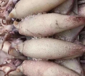 大海兔  海兔子 带籽 大海兔海兔满籽大小墨鱼仔海鲜水产鲜活