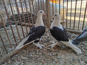 马甲黑芙蓉小鸽,四个月大.