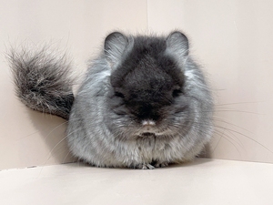 长毛蓝钻基因丝绒黑龙猫妹妹,极品丝绒圆脸,毛很长,整体很圆