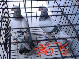 tb9866920962淘宝天水老品牌高飞鸽,种鸽成对发货全