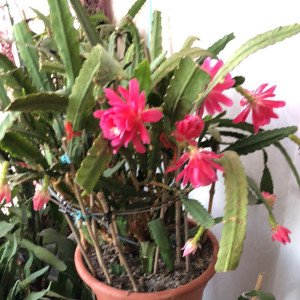 令箭荷花小粉 江南粉 德粉大棵勤花香焦黄盆景小苗大苗大棵大颗