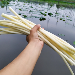 藕带去头去尾洪湖农家新鲜现摘莲藕尖新鲜现挖发顺丰包邮