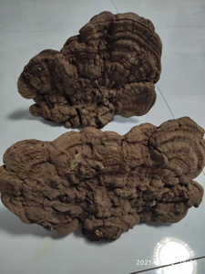 东北纯天然野生灵芝树舌 350/500g