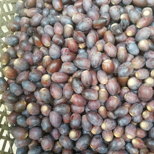 正宗青冈种子 新采青冈种子 风景树 橡树种子 橡子 保证品种