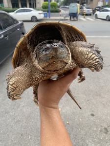 原种北美拟鳄龟