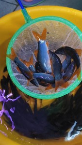 野生进口蓝皮鼠鱼冷门热带底层观赏鱼_阿里巴巴找货神器