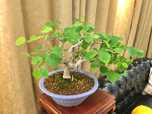 00leeyoung_shop淘宝土佐水木盆景 日本盆景 小品盆景 微型盆景x0人