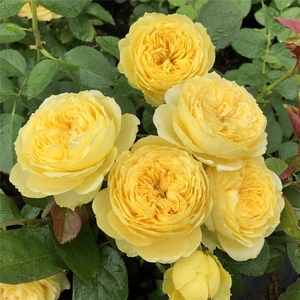 小黄鸡月季亮黄色大花月季花苗四季开花抗病勤花耐热适合阳台庭院
