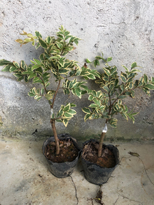 嘉宝果斑叶沙巴靠接苗,树劲1.2公分左右.可挑可批,原盆带叶