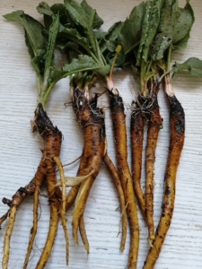 东北土大黄,也有人叫它,杨铁叶子,新鲜的,十元一斤,现卖现挖