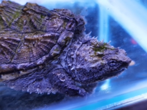 极品纯佛鳄龟 超级爆刺大头蛤蟆脸 品相非常牛逼 唯一的不足嘴