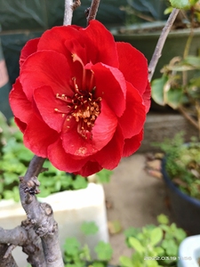 出日本红花长寿冠海棠花盆景,这是结花苞样子,真实的大红色花朵