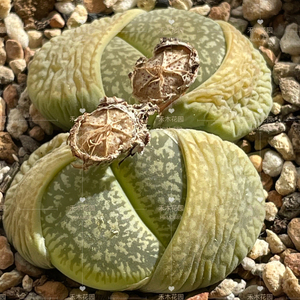 绿流水日轮c54a,二年株三脱.