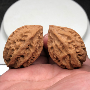 【龙脊背秋子核桃】1058号文玩核桃 粗筋水晶蜡皮 皮质超好