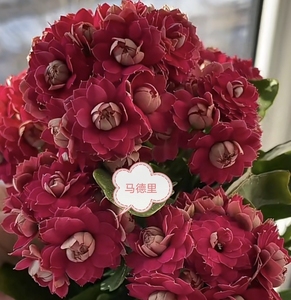 马德里长寿花大花