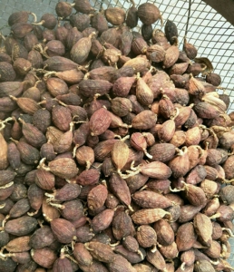 草果250克 云南草果特级精选无烟草果 食用大料香料草果粉调