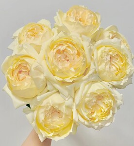 金伊芙/金伯爵月季 根接小苗