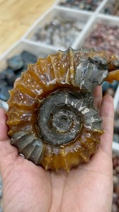 天然马达加斯加羊角螺 带黄铁矿 手机随拍 尺寸请看图 重61