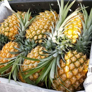 菠萝50斤