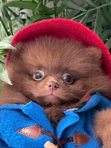 韩国稀有色巧克力色博美妹妹,明星jennie同款,电影帕丁顿