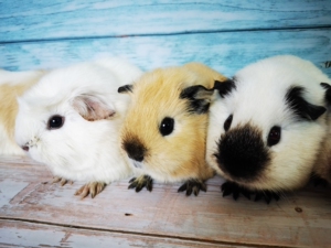 白 冠毛 加洲 荷兰猪 加州豚鼠 宝宝弟弟 公的