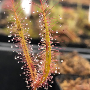 巨型叉叶茅膏菜食虫植物