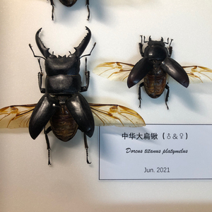 蒸汽/朋克/机械甲虫素材【中华大扁锹标本】雌雄一对,已展翅整