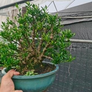 日本进口栀子花喜黛玉盆景