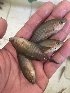 凤尾斗鱼,好养,不用怎么管理,喂食随便.