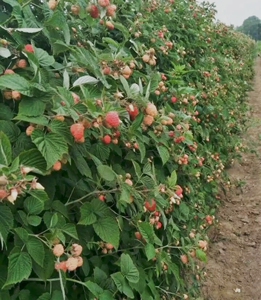 赔钱出树莓特大号树莓苗特大号盆栽带土批发红黄草莓黑山南方北方