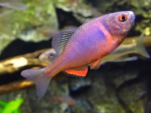 鳑鲏火山旁皮细鳞华鰟鲏淡水观赏活体冷水原生除藻广齐鱊奇蛛异宠1