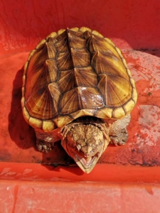 000人付款淘宝顶级大佛杂大小杂顶级大鳄,进口大鳄,纯家养大鳄,冷水