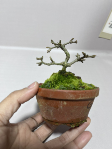 日本香枫,小品一手托,豆盆指尖微盆景,都有树形,都控好根,开