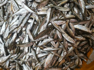 水库小白条十斤起发货，鱼类水产饲料鱼，养龟饲料鱼，大量批发，