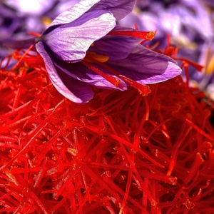 藏红花花苞