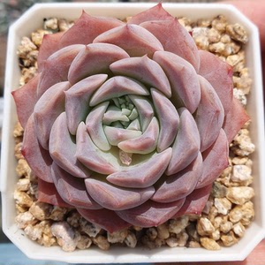 白月影海琳娜杂交多肉植物清阳台一物一拍