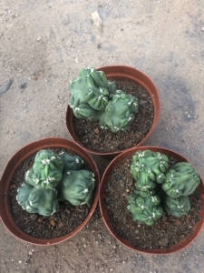 稀有紫云罗汉山影多肉植物仙人球