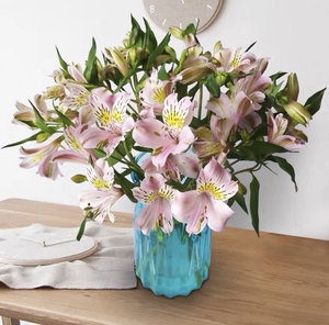 六初白色水仙百合云南鲜花基地直发包邮