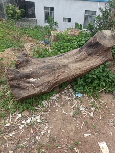 闲置龙眼树木头一个,茶几首选可以雕刻各种图案,需要的联系我