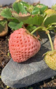 水蜜桃味的草莓苗