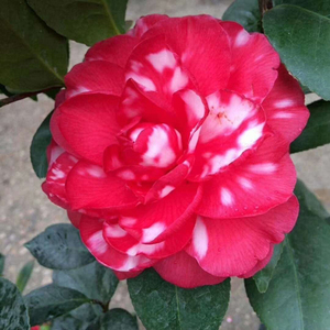 福建龙岩永福基地搬迁青叶贝拉大玫瑰名贵山茶花苗办公室庭院客厅