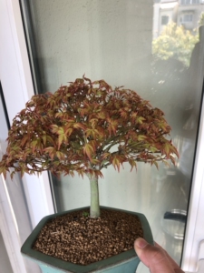 日本进口盆景 青姬枫树非山红叶 完美出枝蘑菇顶