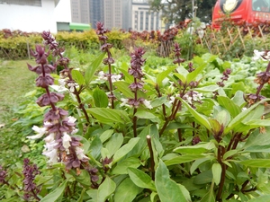 【台湾红骨九层塔】薰尊 甜罗勒苗1棵 西餐香草-(记得掐顶