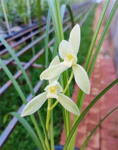 兰花(莲瓣兰雪人) 兰花(雪人)  ,转手原因 :滞销自种成