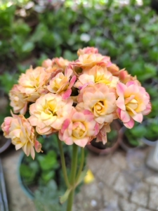 长寿花切粉橙大花复色切花对版双色变色