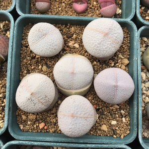 春桃属生石花 南蛮玉高尔夫,四年半母本.2.5cm左右,种在